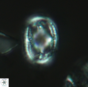 Axopodorhabdus dietzmannii 3724