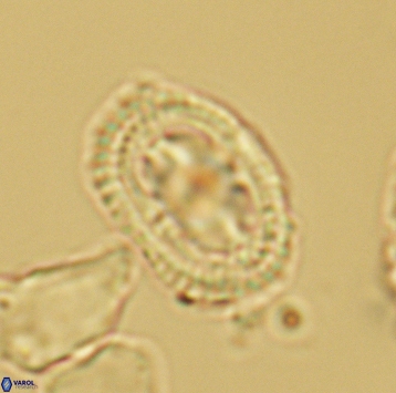 Axopodorhabdus dietzmannii 3728