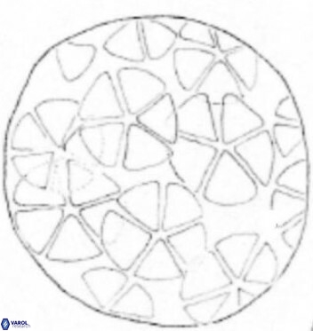 Braarudosphaera magnei 18605