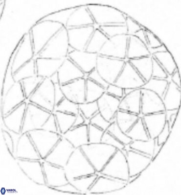 Braarudosphaera magnei 18605