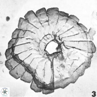 Biscutum monocavus 12697