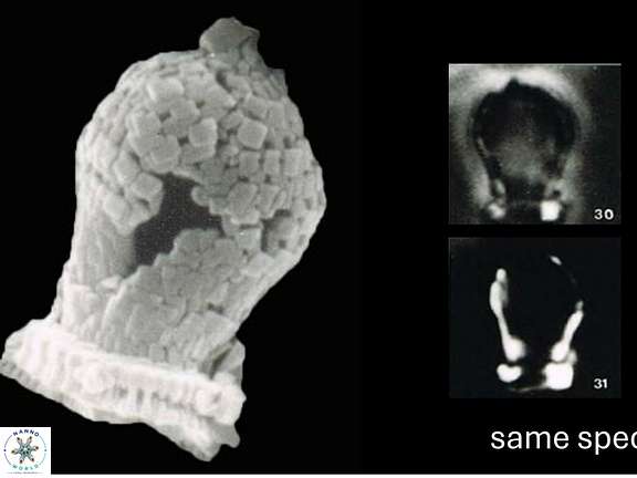 B morionum