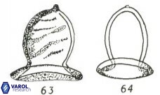 Blackites morionum S14 8 sile