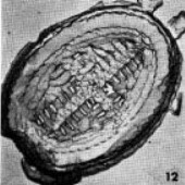 Arkhangelskiella orthocancellata 9971