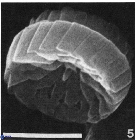 B atlanticus
