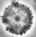 Scoteinimorfi aquilus 58992