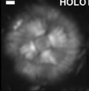 Scoteinimorfi aquilus 58992