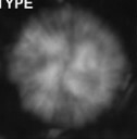 Scoteinimorfi aquilus 58992
