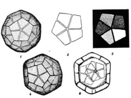 Braarudosphaera bigelowii 12542