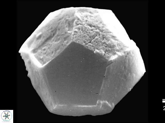 B bigelowii coccosphere a