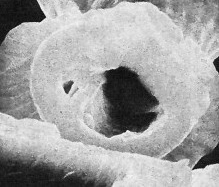 Boletuvelum candens 16327