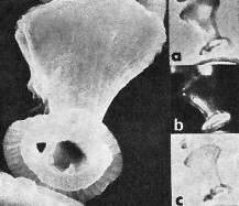 Boletuvelum candens 16327