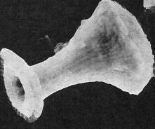 Boletuvelum candens 16327