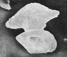 Boletuvelum candens 16327