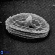 Acaenolithus dempta 15160