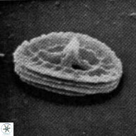 Acaenolithus dempta 15160