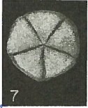 Micrantholithus disculus 67748
