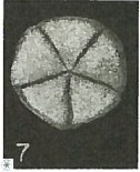 Micrantholithus disculus 67748