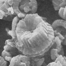 Bomolithus elegans 70015