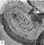 Pollicenotas furtivus 11799