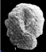 Neobiscutum parvulum VR 00391
