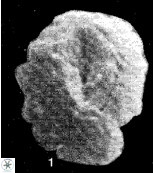 Neobiscutum parvulum VR 00391