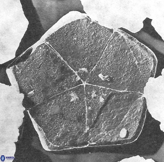 Braarudosphaera regularis 40147