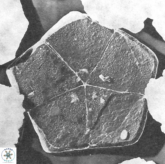 Braarudosphaera regularis 40147