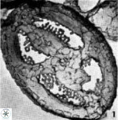 Broinsonia staytonae 1106