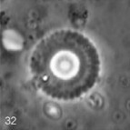 Foteinosolines supremus 25348