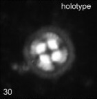 Foteinosolines supremus 25348
