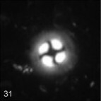 Foteinosolines supremus 25348