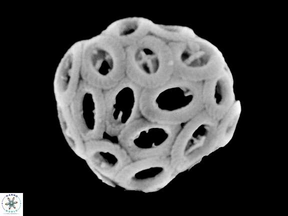 B serraculoides
