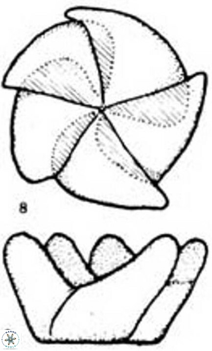 Braarudosphaera turbinea 6522