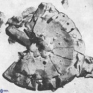 Biscutum testudinarium 5962