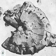 Biscutum testudinarium 5962