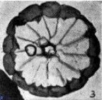 Biscutum tredenale 4723