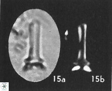 Blackites truncatus S9 16