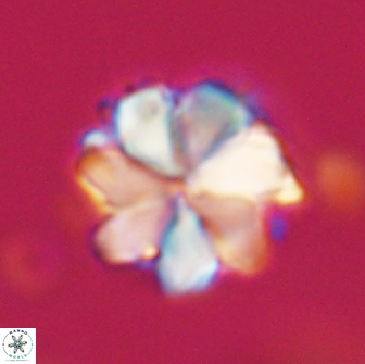 Bianholithus astralis 65117