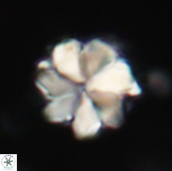 Bianholithus astralis 65118