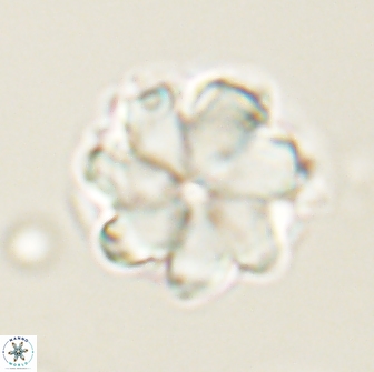 Bianholithus astralis 65119