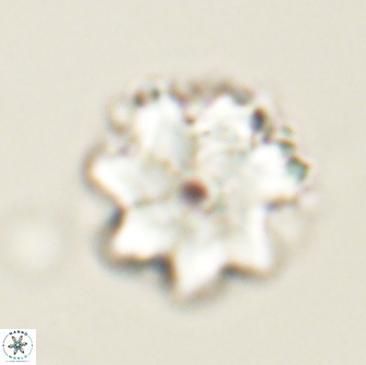 Bianholithus astralis 65120