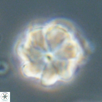 Bianholithus astralis 65122