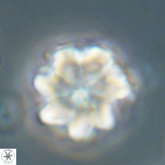 Bianholithus astralis 65123