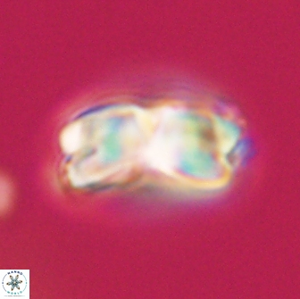 Bianholithus astralis 65124