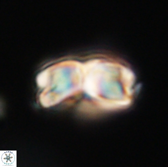 Bianholithus astralis 65126