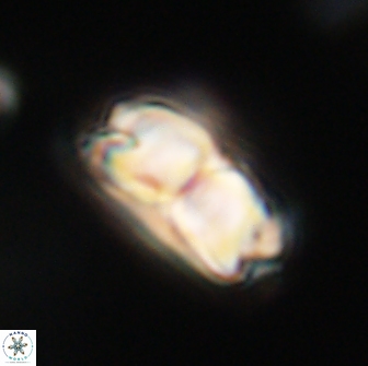 Bianholithus astralis 65129