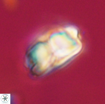 Bianholithus astralis 65130