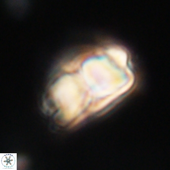 Bianholithus astralis 65131