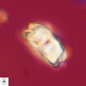 Bianholithus astralis 65134